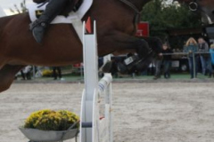 379reitturnier